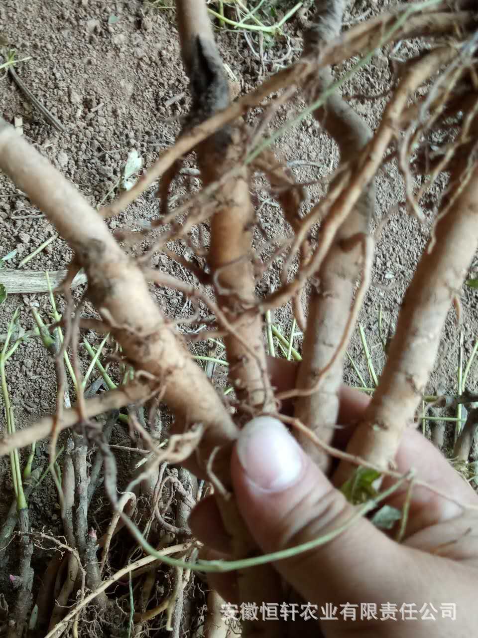 微信图片_2017090512254818