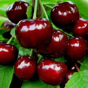 ��Ʒ�F؛���l�����Ʒ�N ��������Ҙ��� �t������܇���ә�����