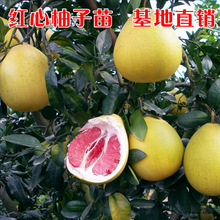 红心柚柚子苗木 红心柚柚子苗木品牌 图片 价格 红心柚柚子苗木批发 阿里巴巴