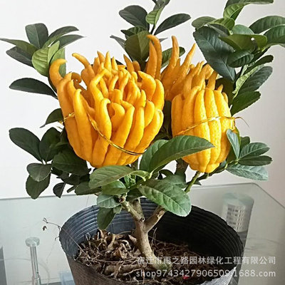 室內外盆栽植物 千佛手苗 金佛手 佛手 樹 淨化空氣各種規格果苗