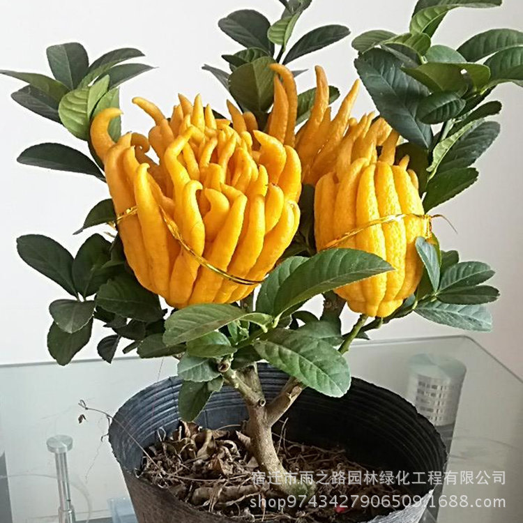 室內外盆栽植物 千佛手苗 金佛手 佛手 樹 淨化空氣各種規格果苗