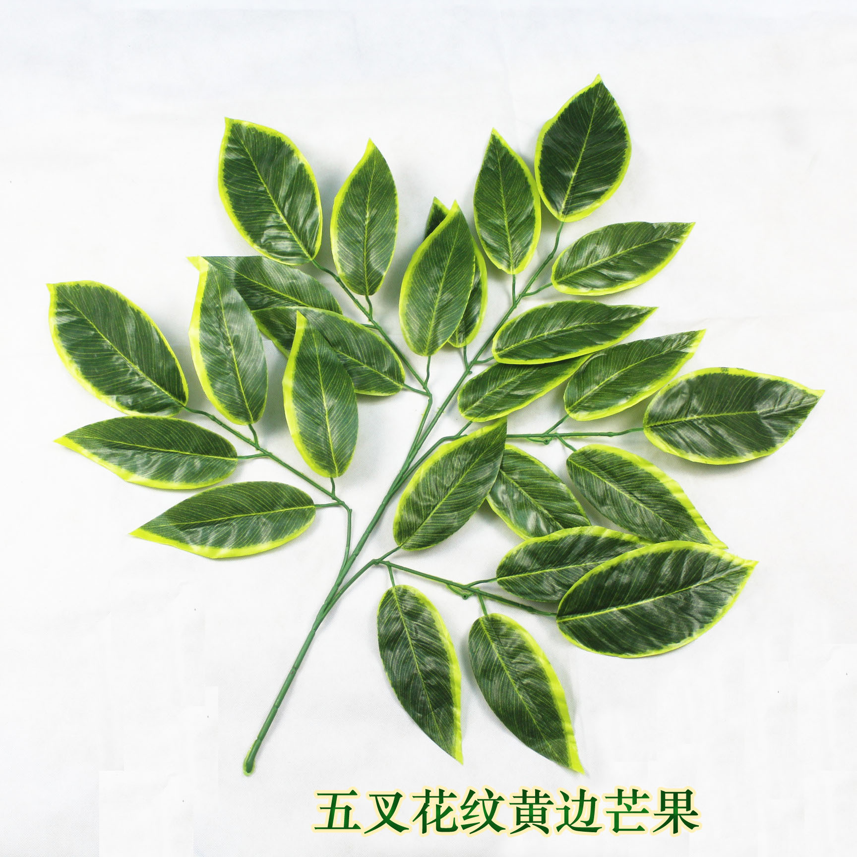 五叉花纹黄边芒果