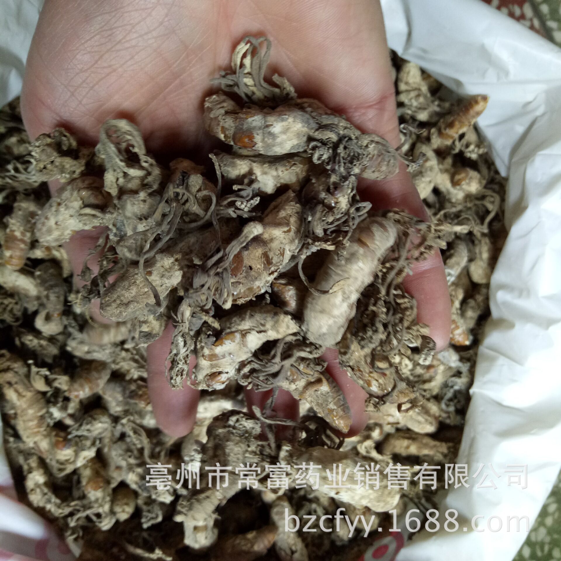 Golden Cicada Flower Jin Chan Hua Dried Cordyceps Fungus on Cicada Pupae Traditional Herbal Ingredient 500g in use