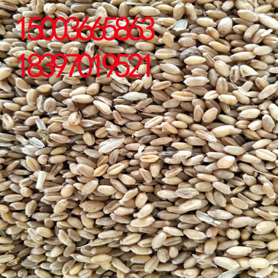 青海食品小麦厂家直销产品质量保证量大从优欢迎采购小麦