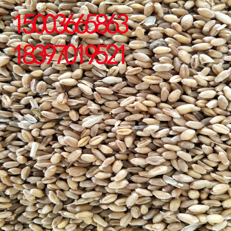 青海食品小麦厂家直销产品质量保证量大从优欢迎采购小麦