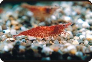 �V�ݴ��l؛���� �ѻ��r �����r �����r �����r �����r �ݸ׌���