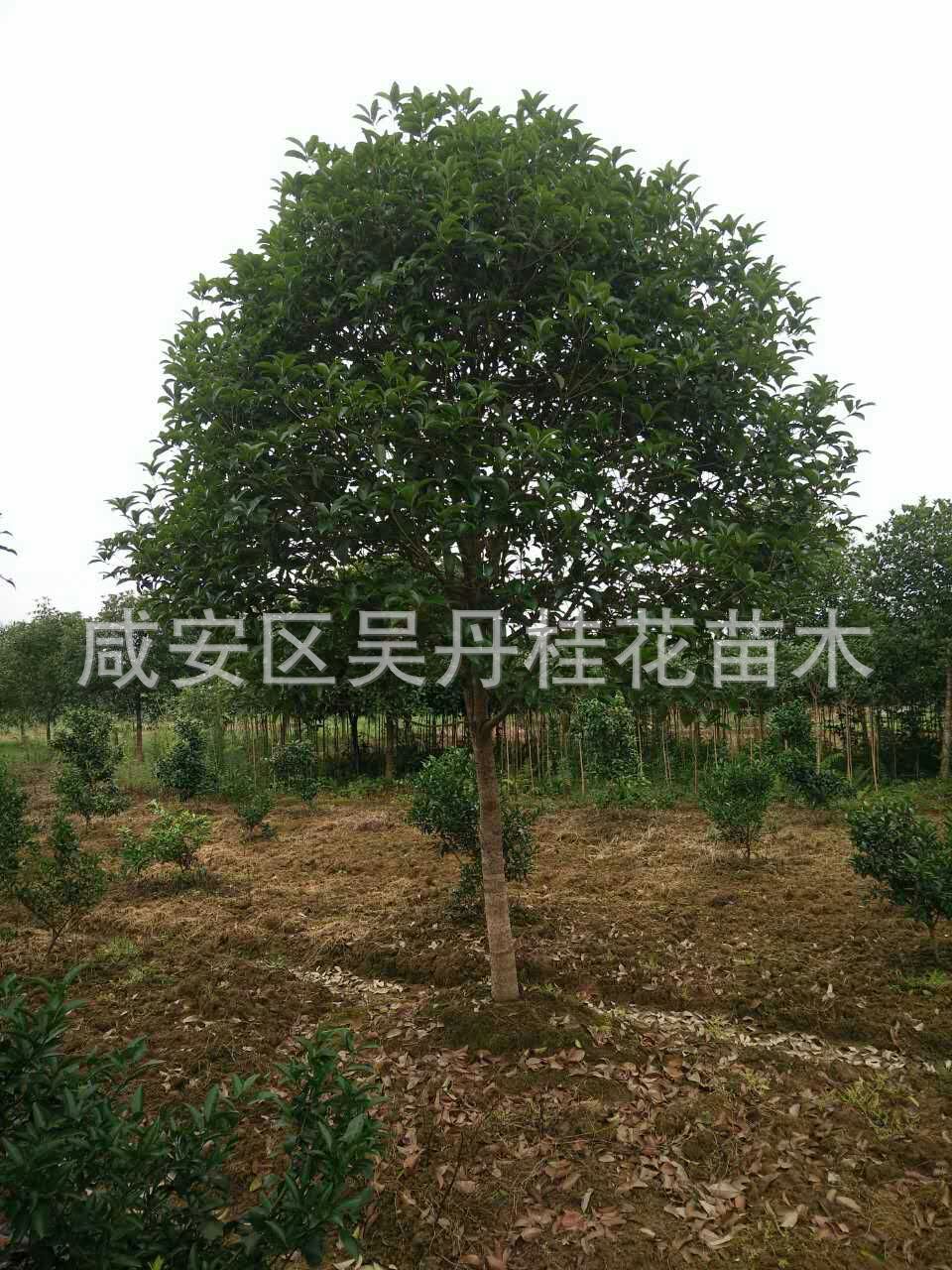 mmexport1504399837586