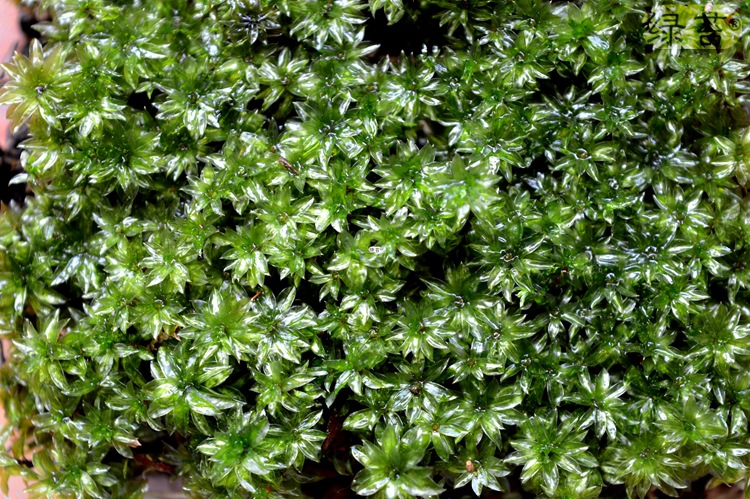 苔藓种植：一份回归自然的绿意