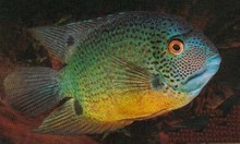 ���}�~ �ϲ��} �^�p�~ �Ꭷ�~ ���� ���޴���