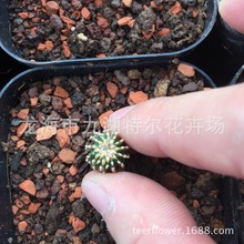 �������~���\ ����ֱ��С������