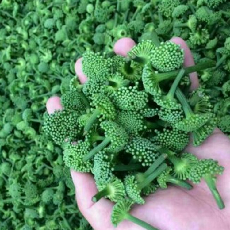 三七花图片人参花,人参花图片三七花,三七花图片植物图片(第14页)_大山谷图库