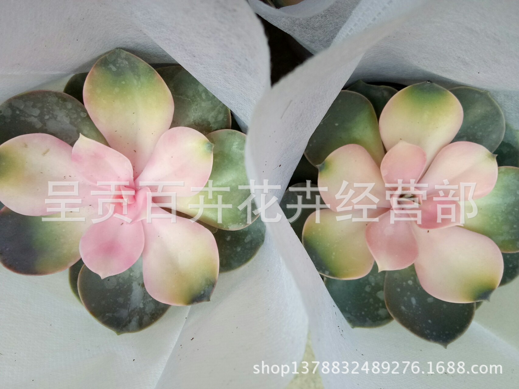 培育的多肉植物_云南昆明培育多肉植物批发 基