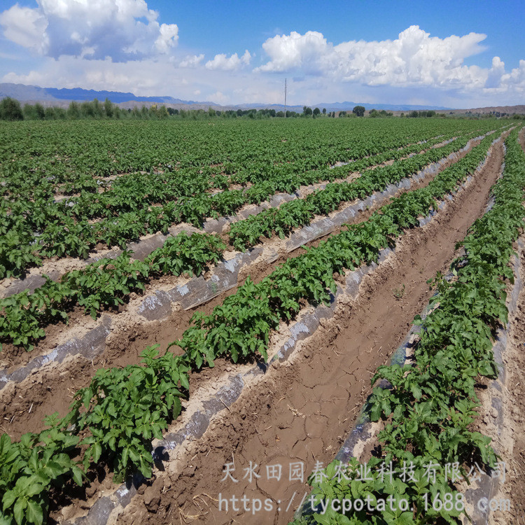 4372277668_1910037688_副本