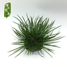 l  ΢辰 X S ˮֲGֲ