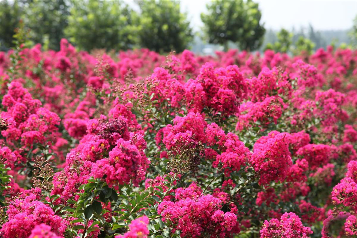 速生艷紅紫薇花 (15)