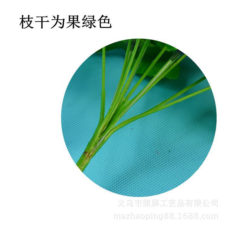 12头爪菊详情2