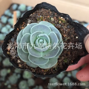 ����ֲ�����l���ӳ�ɏ����3-4CM