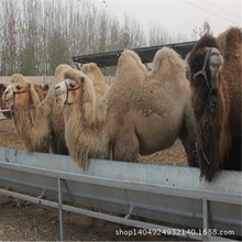 骆驼养殖出售  双峰骆驼市场价格小骆驼低价出售哪里有出售骆驼的
