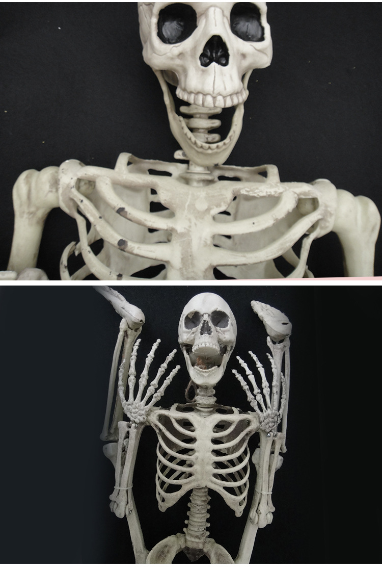 骷髅骨架_11