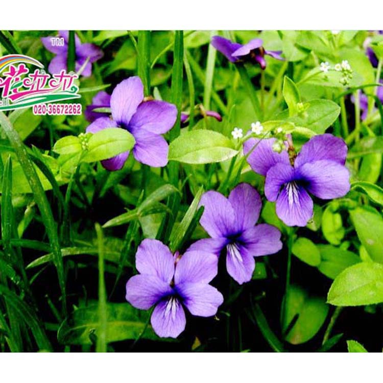 紫色系列花卉 很好的观赏型地被植物 紫花地丁 阿里巴巴商友圈