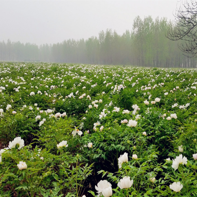 微信图片_20170920103925