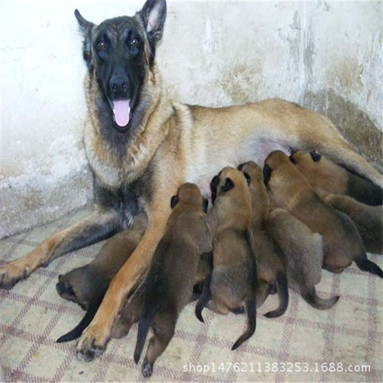 出售马犬幼犬/马犬幼犬价格/马犬好养吗