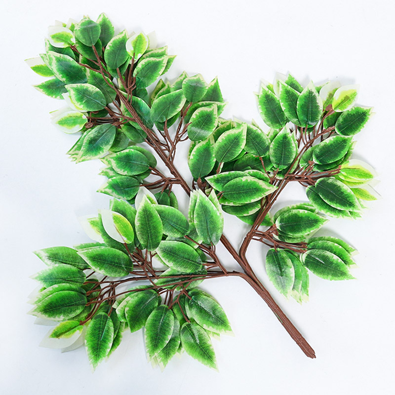 植白桦树 植白桦树厂家 品牌 图片 热帖 阿里巴巴