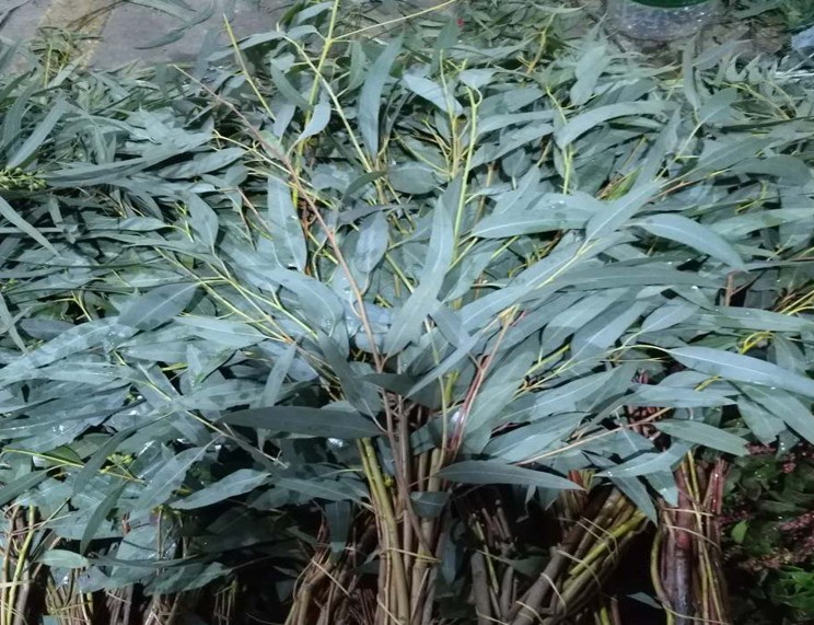 蓝桉别名,蓝桉的图片,与蓝桉_大山谷图库