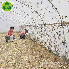 厂家直供蚂蚱养殖大棚 温室薄膜保温钢架大棚 结实牢固可定制大棚