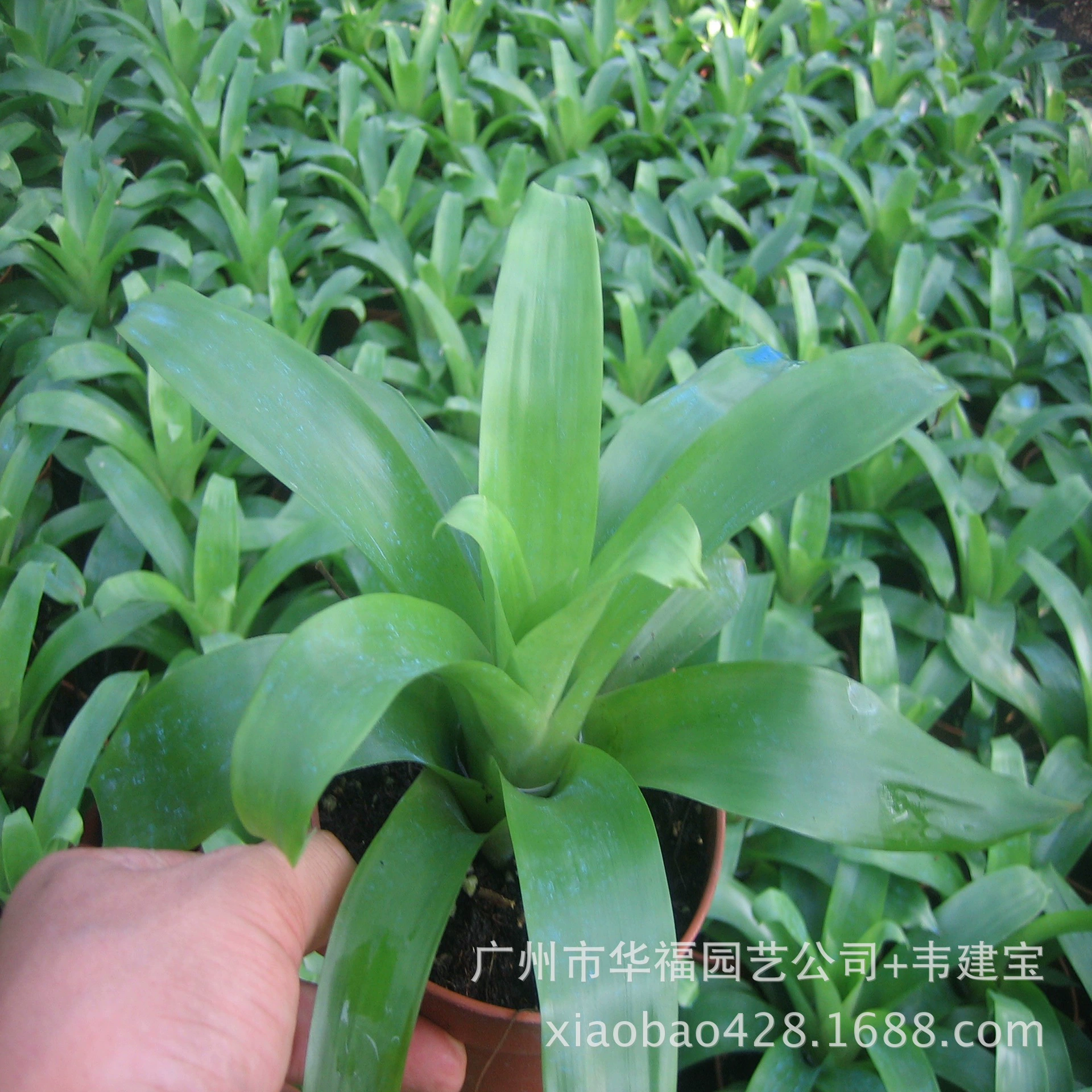 Базовые поставки Бромелия Yingge Kali красный полуфабрикат Cup саженцы озеленение Цветочные саженцы оптом