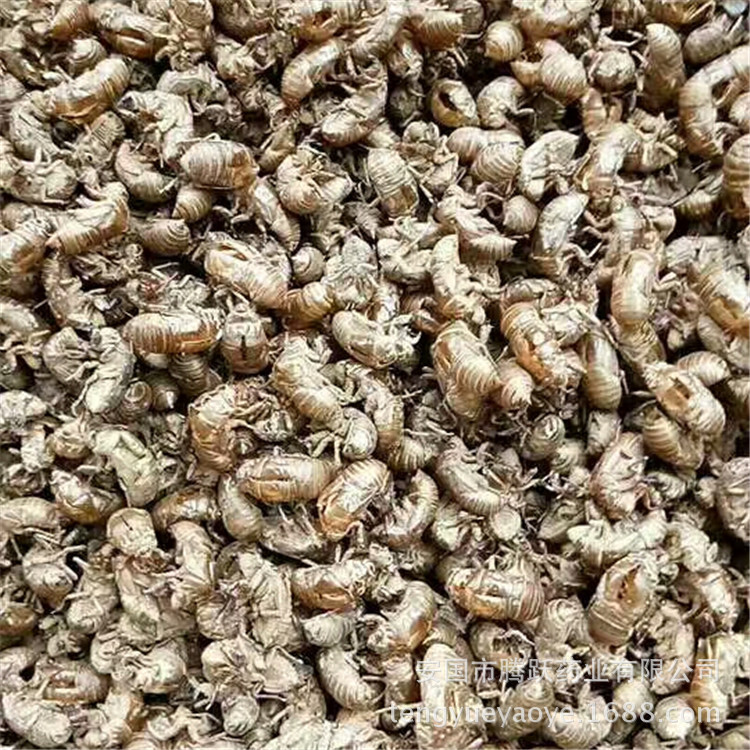 Cicada Slough Chan Tui 蝉蜕 Dried Whole Insect Molt Natural Sun-Dried Traditional Chinese Herb 1000g quality and texture