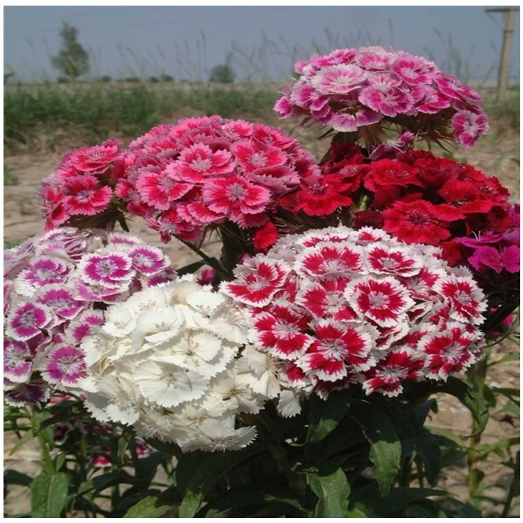 Оптовые семена цветов Разноцветные семена бамбука часто Летняя Гвоздика Американская Гвоздика живописное место цветок морской балкон большое количество скидка