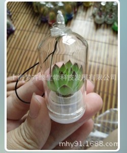 Mini Succulent plants Pendant Portable Farms/Angel Hanabusa/Botany Mobile phone pendant