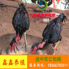 脫溫的烏黑雞價格 貴妃雞 珍珠雞價格做完疫苗的烏黑雞苗出售