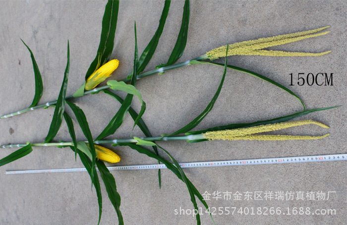 XRB-173 174玉米单枝9叶1果150厘米(春 (5)