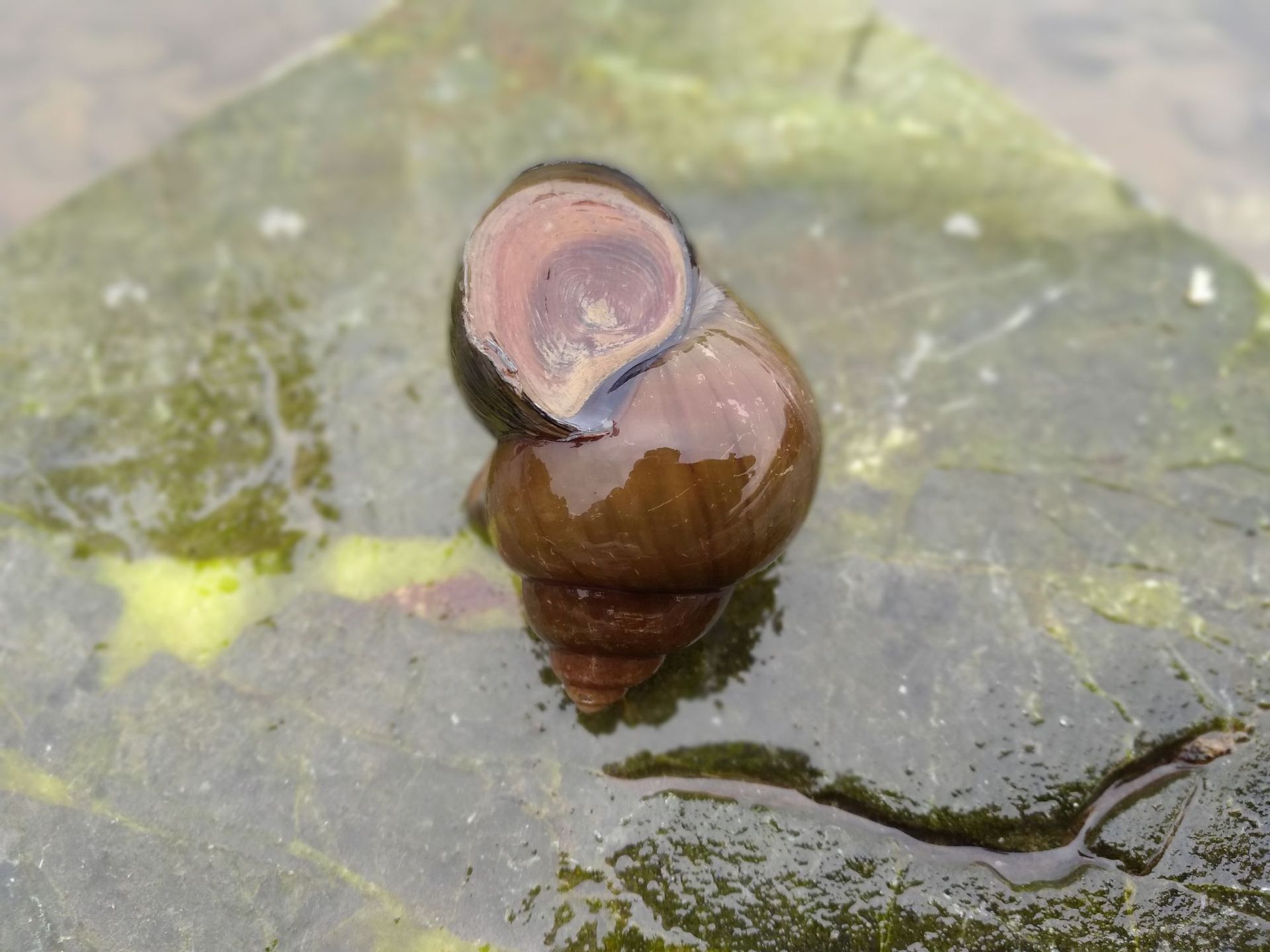 广西特产小吃：桂林田螺