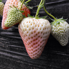 四季盆栽奶油草莓种子奶油白草莓种子红草莓盆栽阳台室内四季种植