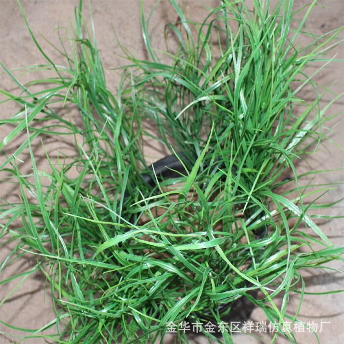 XRB-172把束长草7叉60厘米1