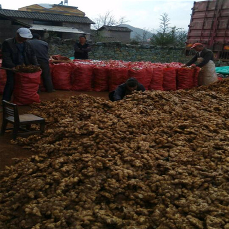 供应老姜母，生姜母，小黄姜，姜母，小黄姜母，鲜货不支持退货|ms