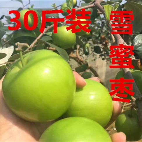 雪蜜枣（苹果枣）30斤装/青枣/鲜枣