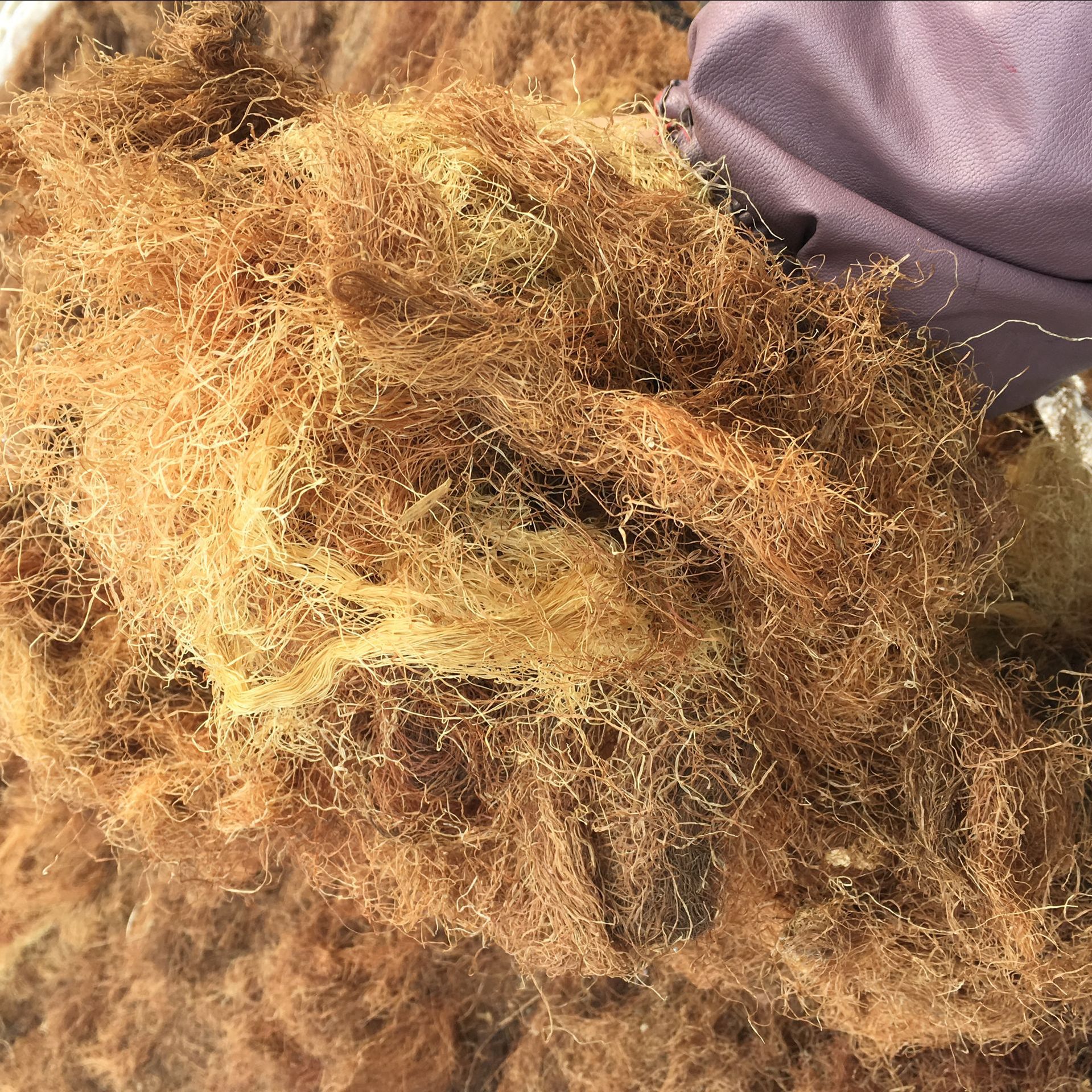 Corn Silk Yu Mi Xu 500g Dried Herbal Tea Material Hand Selected Natural Sun Dried quality and texture
