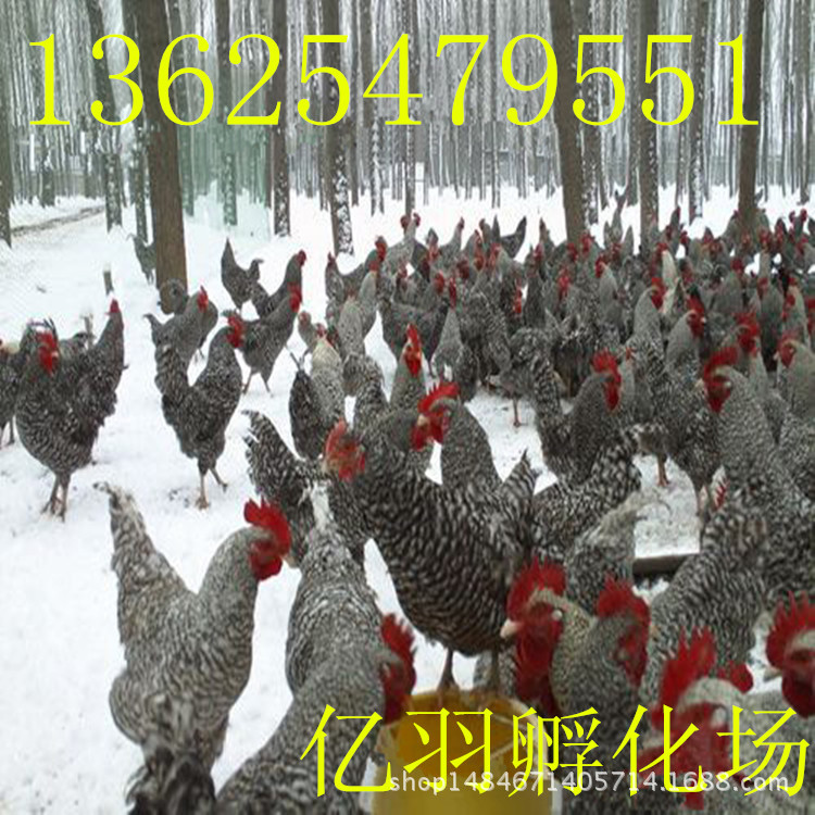 【竹鸡苗批发】_竹鸡苗批发厂家_竹鸡苗批发