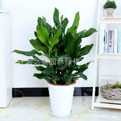 Оптовая Резьбовой Утюг В Горшке Золотая Спираль Утюг Четыре Сезона Вечнозеленый Кустарник Листва Завод Бонсай