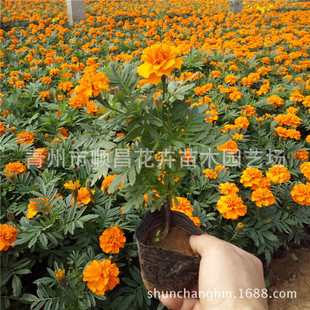 ���l��ȸ�� ���N�r��ݻ� �����������l ���ݲݻ�����ֱ��