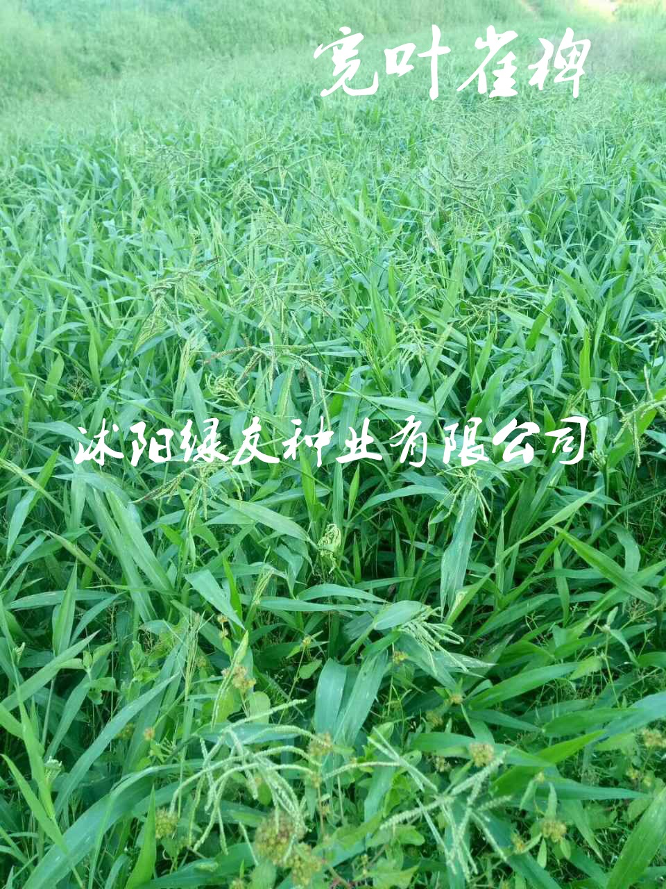 批发宽叶草草子 宽叶雀稗种子 草坪多用途多年生牧草-阿里巴巴