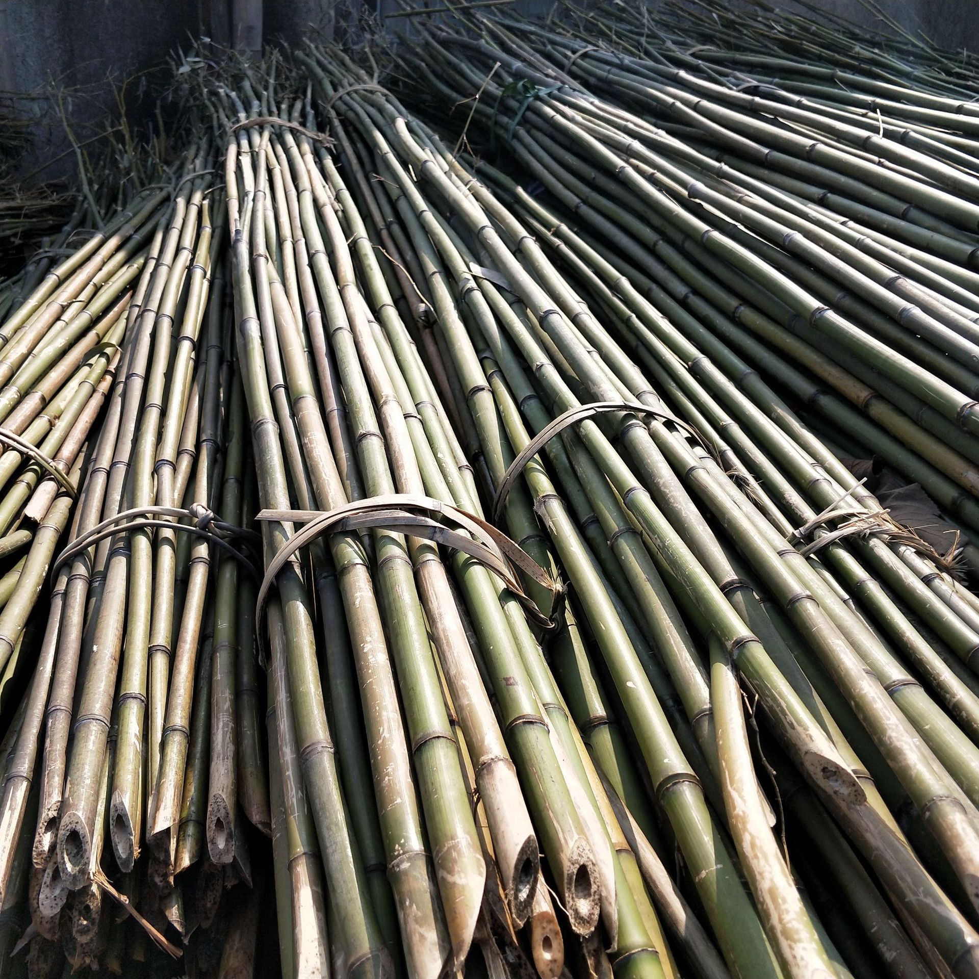 种菜竹竿厂家 小山竹品种优良价格便宜欢迎前来订购量大从优
