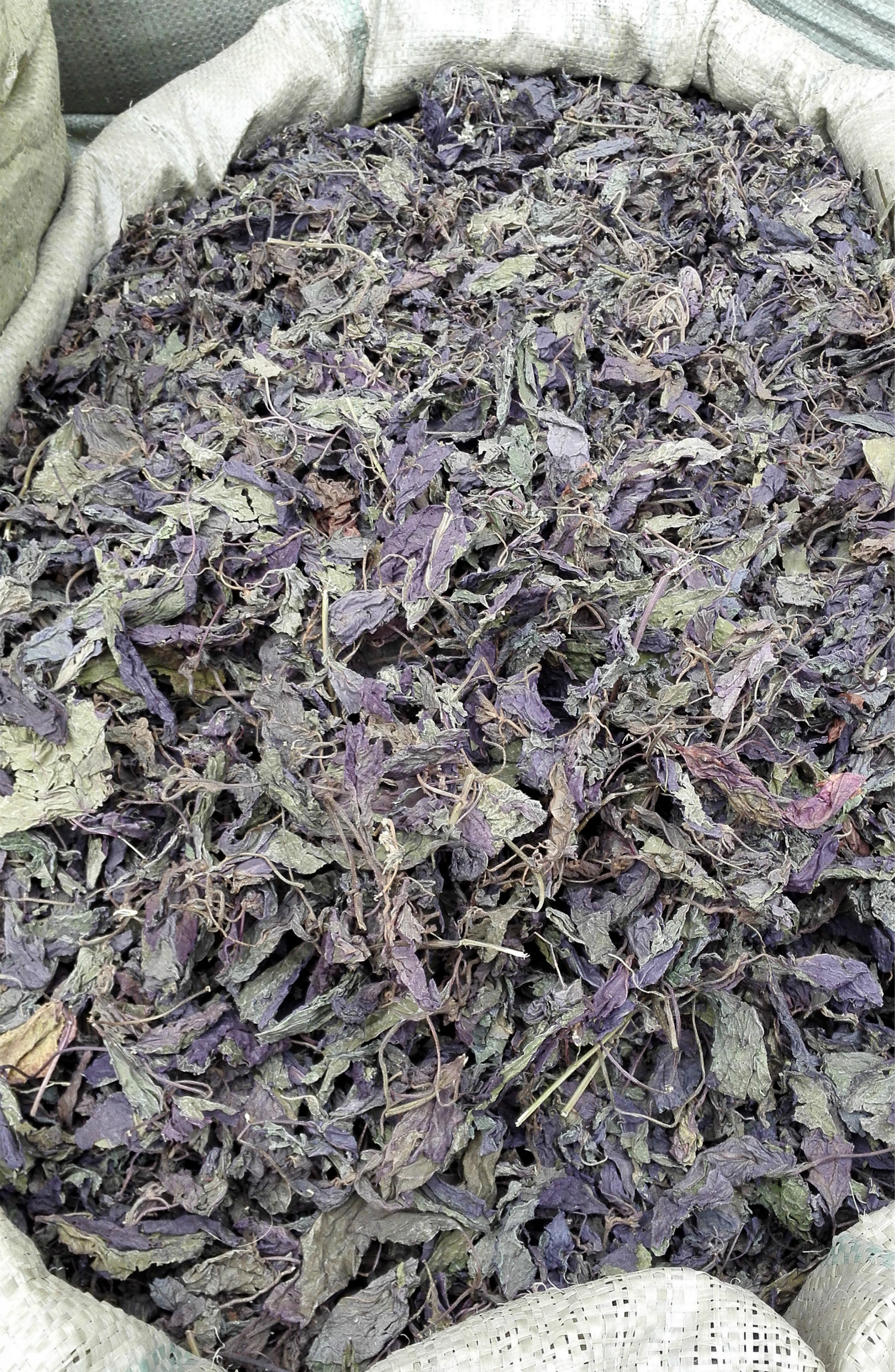 紫苏图片_绿的紫苏图片大全 - 花卉网