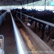 急出售3000頭肉驢 肉驢養殖效益 養殖肉驢苗技術