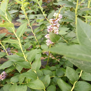 �������{ݮ�����������L�ڳ���  ��Ʒ�N�{ݮ���{ݮ��r��