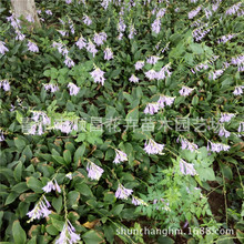 批发供应 玉簪 紫花玉簪 白花玉簪 宿根花卉公园小区绿化绿化草花